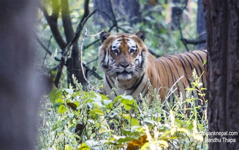 Bardiya National Park Untamed Wilderness In The Heart Of Nepal