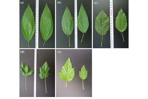 Cleft Leaf Margin