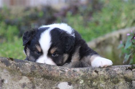 Chiot Elevage Des Romarins De Mayerling Eleveur De Chiens Berger