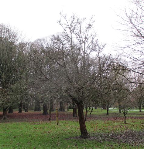 Crataegus Heldreichii In Bute Park