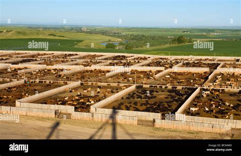 Livestock High View Of A Large Modern Beef Feedlot With 12500 Head