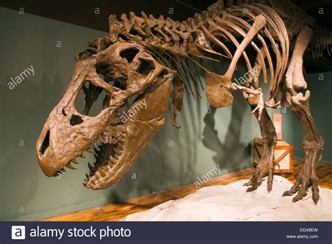 Tyrannosaurus Rex Museum Stock Photos & Tyrannosaurus Rex Museum Stock ...