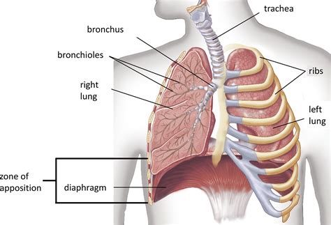 Imaging Of The Diaphragm Following Cardiac Surgery Focus On