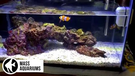 How To Dip Corals 10 Gallon Reef Dipping Zoanthids To Prevent Nasties In Your Tank Youtube