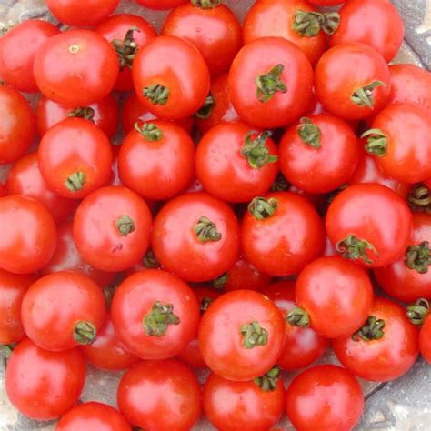 Sub Arctic Cherry Tomato · Tassie Seeds