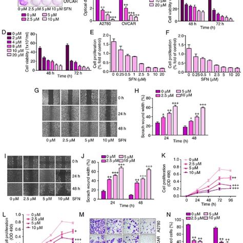 Sulforaphane Suppresses Ovarian Cancer Cell Proliferation Via Cell Download Scientific Diagram