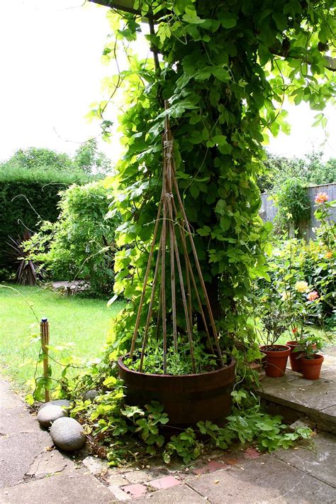 Ewa In The Garden 15 Ideas Of Diy Pea Trellis