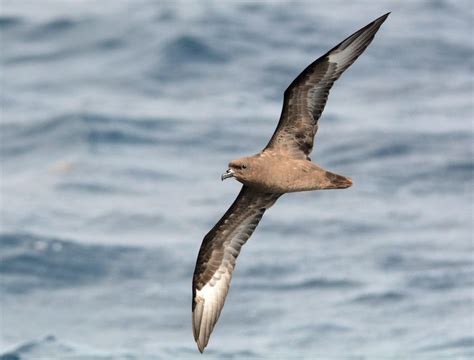 Trindade Petrel Pterodroma Arminjoniana Photo Call And Song