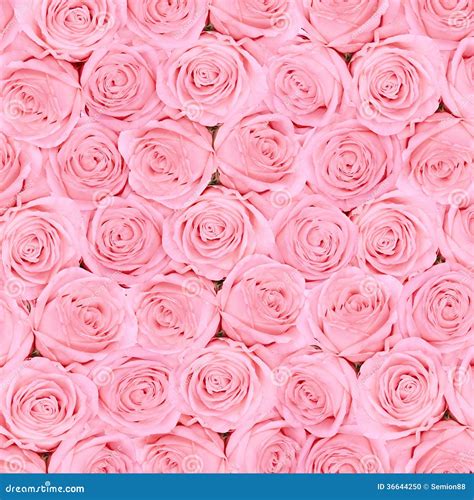 Hintergrund Von Rosa Hellen Sch Nen Rosen Stockfoto Bild