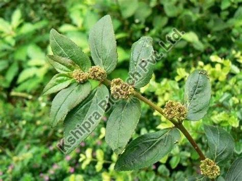 Euphorbia Hirta Extract Manufacturer Supplier From Indore