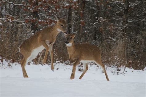 21 Funny Deer Pictures You Need to See - Birds and Blooms