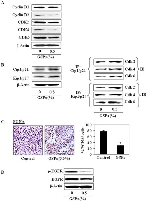 A Gsps Inhibit The Expressions Of Cyclins And Cdks Proteins In Tumor Download Scientific