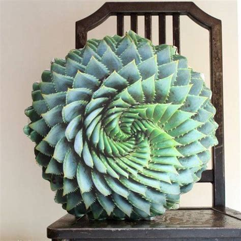 Almohada Espiral Suculenta Decorativa Por Sabine Herrmann Succulent