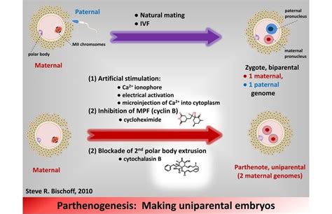 Parthenogenesis Asexual Reproduction