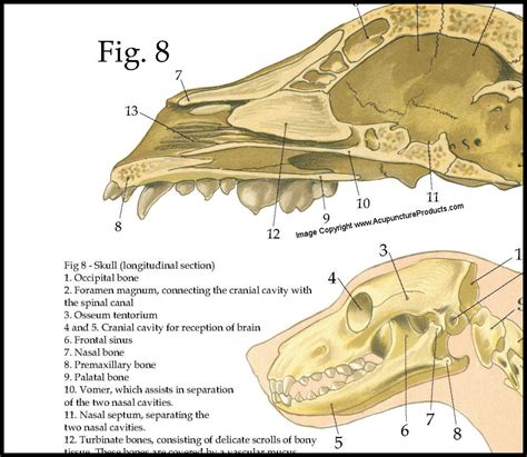 Dog Skeletal Skull Anatomy Poster 18 X 24 - Etsy Australia