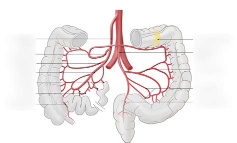 Schaubild Schaubild Dickdarm Arterien Quizlet