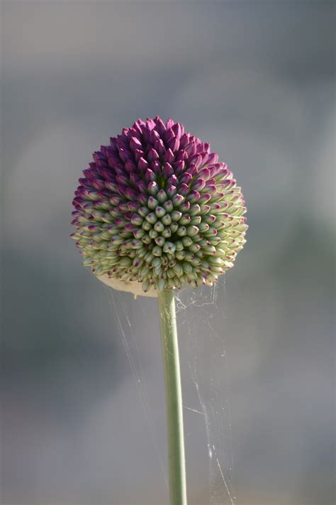 Echinops Globo De Cardo Flor Foto Gratis En Pixabay Pixabay