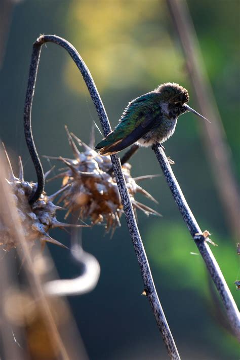 Hummingbird on Plant · Free Stock Photo