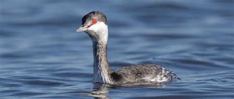 Mistaking A Grebe While Duck Hunting Could Cost You Waterfowlchoke