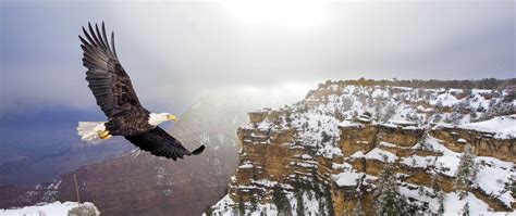 Grand Canyon Animals & Wildlife | South Rim Vegetation
