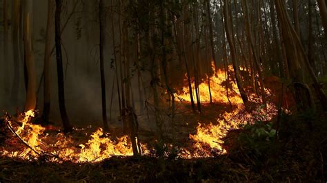 Portugal Feuerwehrleute kämpfen gegen mehr als 100 Waldbrände