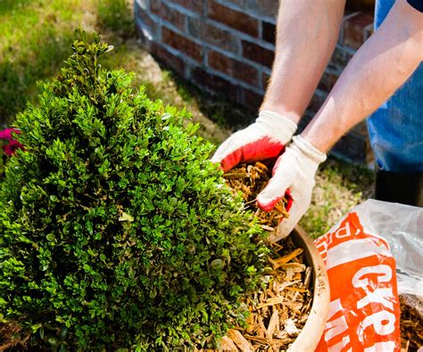 How To Protect Container Plants From Hot Weather Top Tips Homes And Gardens