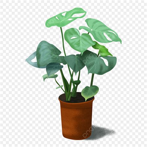 Monstera Plant Clipart Hd Png Hand Drawn Noise Illustration Green