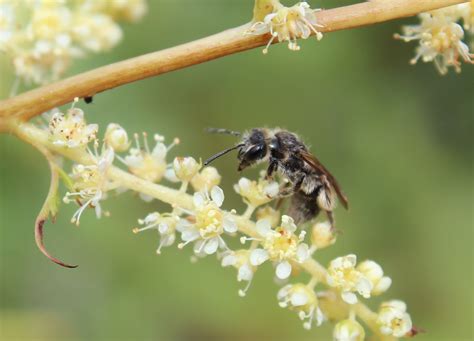 Andrena - Washington's Native Bees