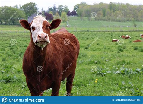 Hereford Cow Looking At The Camera Standing With Herd In The Meadow