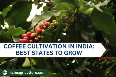 Coffee Cultivation In India And Best States To Grow