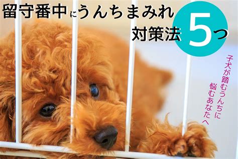 犬が留守番中にうんちまみれ？対策法5つ！子犬がうんちを踏むとき ふわもこトイプログ