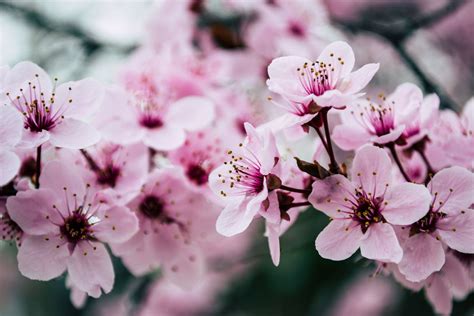 Los Preciosos Campos Japoneses De Flores De Cerezos Se Transformaron En