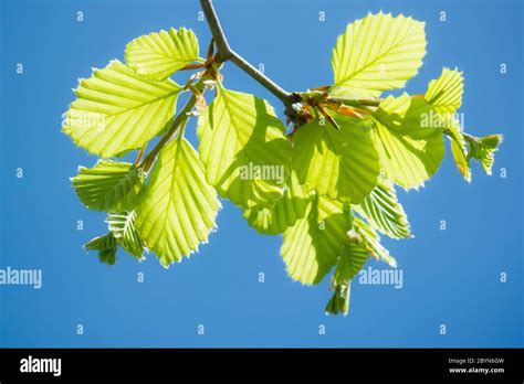 Alder Alnus Incana Tree Branch Immagini E Fotografie Stock Ad Alta