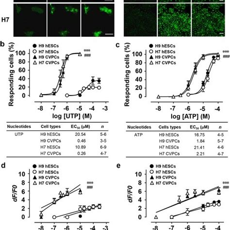 Characteristics Of Ca Signals Induced By Utp And Atp In Hescs And