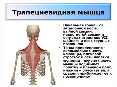 для здоровья