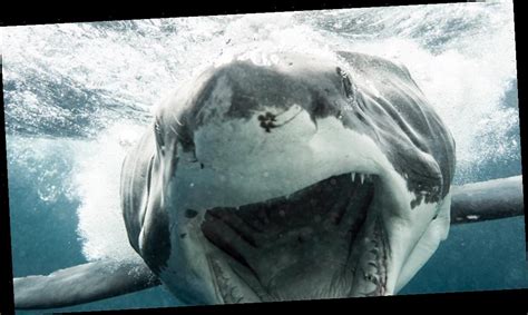 Enormous Great White Shark Spotted Swimming Upside Down In Australia