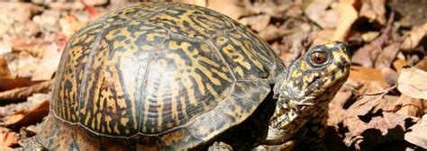 Eastern Box Turtle | Species Information | Ontario Nature