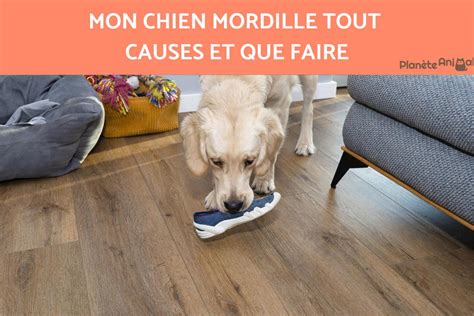 Mon Chien Mordille Tout Causes Et Que Faire