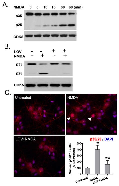 Lovastatin Suppresses Cdk Activation Induced By Nmda In Primary