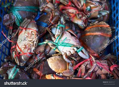 Serrated Mud Crab Mangrove Crab Black Stock Photo 580491517 Shutterstock