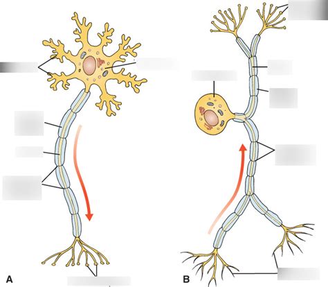 Pt110 Sensory And Motor Neuron Label Diagram Quizlet