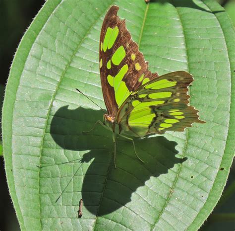 Siproeta Stelenes Biplagiata From Xico Ver M Xico On November