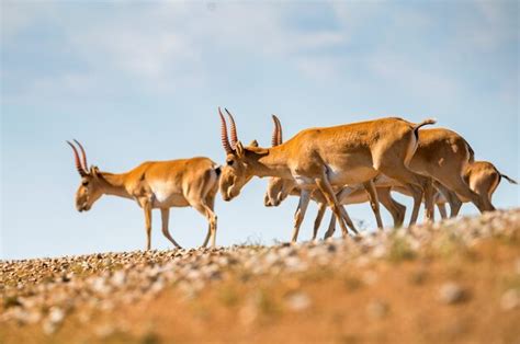 Premium Photo Saiga Antelope Or Saiga Tatarica Walks In Steppe