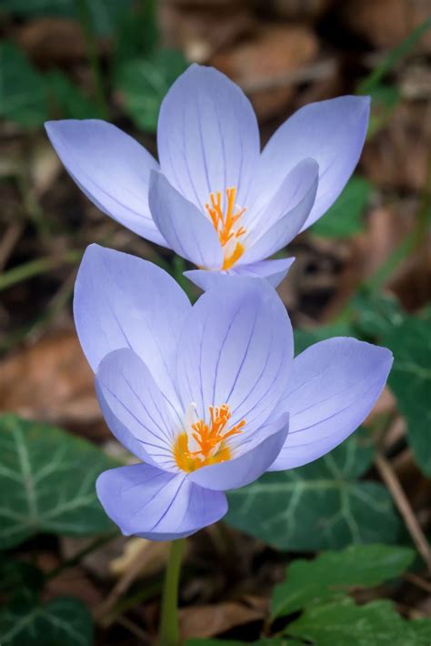 Fleurs Et Plantes Id Ales Qui Illumineront Votre Jardin En Automne