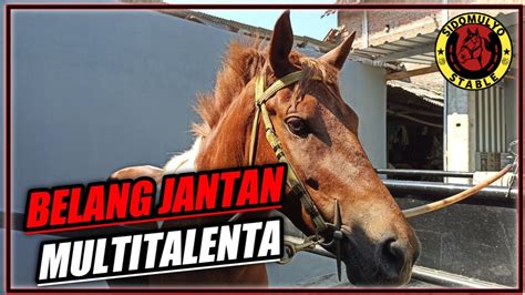 Rawatan Pertama Kuda Baru Jantan Belang Koleksi Sidomulyo Stable Youtube