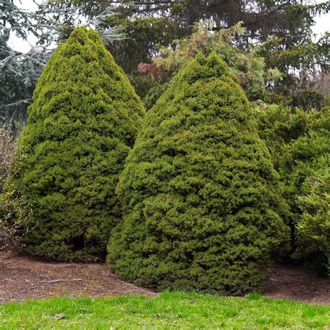 Dwarf Alberta Spruce 2 Gallon