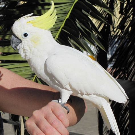 Lesser Sulphur Crested Cockatoo For Sale Novan Bird S For Sale