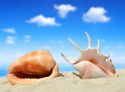 Conch Shells Stock Photo Image Of Summer Pacific Peaceful 45147250