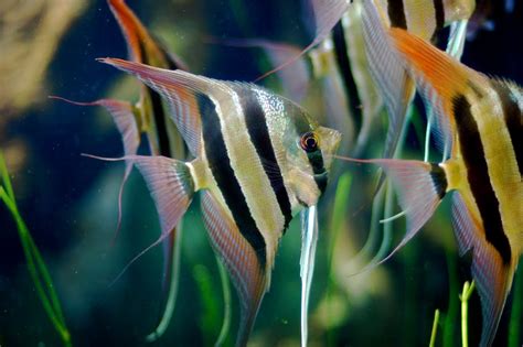 Pterophyllum Altum Angelfish Exotic Tropical Ornamental Fish Photos