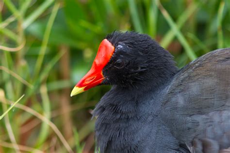 Hawaiian Gallinule (Gallinula galeata sandvicensis)